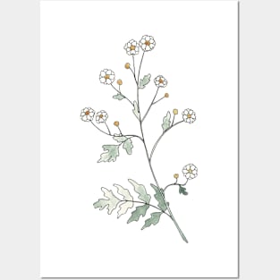 Feverfew Flowers Watercolor Illustration Posters and Art